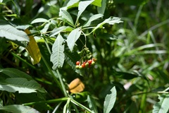 Solanum pubigerum, photograph (c) Neptalí Ramírez Marcial, some rights reserved (CC BY)