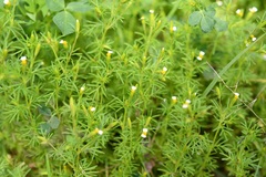 Tagetes filifolia, photograph (c) Neptalí Ramírez Marcial, some rights reserved (CC BY)