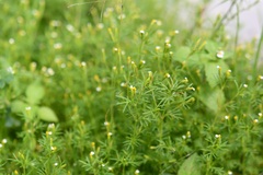 Tagetes filifolia, photograph (c) Neptalí Ramírez Marcial, some rights reserved (CC BY)