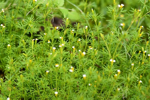 Tagetes filifolia, photograph 2