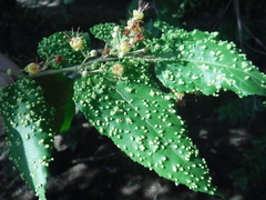 Aceria guazumae