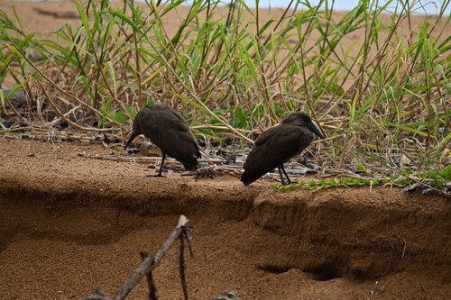 Hamerkop