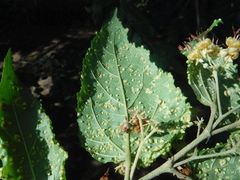 Aceria guazumae