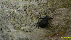 Plesiophthalmus davidis