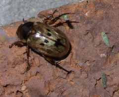 Anomala undulata