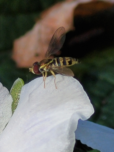 Unknown species found near Fort Wayne, IN 46815, USA