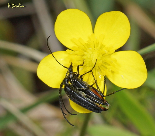 small black longhorn beetle, photo 3 of 10