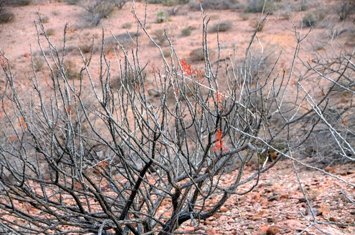 Adam's tree