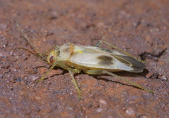 Orthotylus