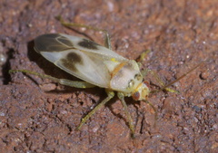 Orthotylus