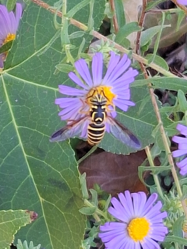Unknown species found near Linden Park, Kansas City, MO, USA