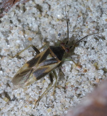 Orthotylus