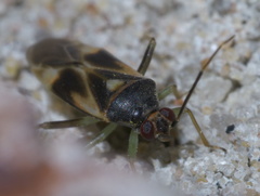 Orthotylus