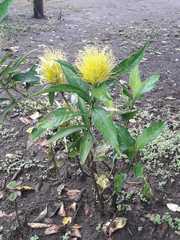 Schaueria calytricha