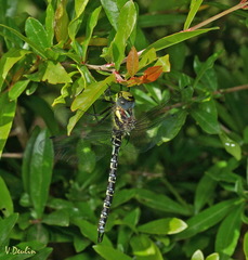Caliaeschna microstigma