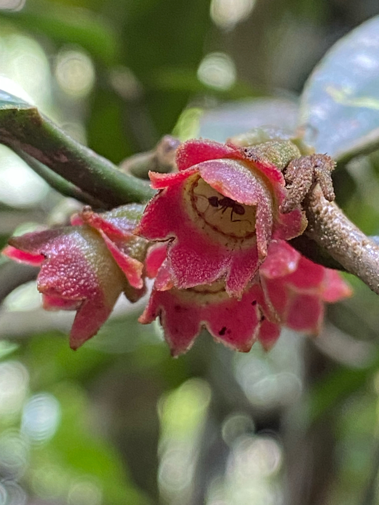 Blakea rosea