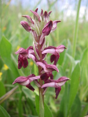 Anacamptis coriophora