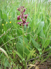 Anacamptis coriophora
