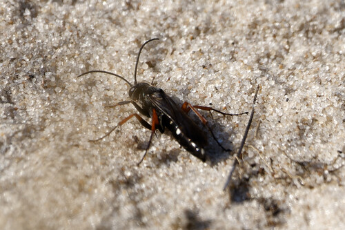 Red-legged Spider Wasp, Callantsoog, Netherlands, photo 6 of 10