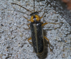 Rhagonycha scitula