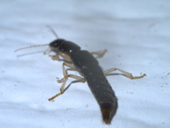 Pinophilus