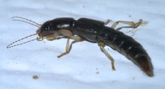 Pinophilus