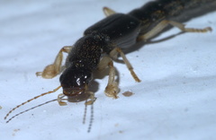 Pinophilus