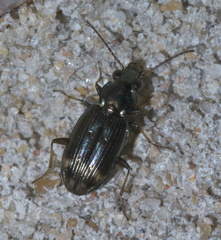 Bembidion rapidum