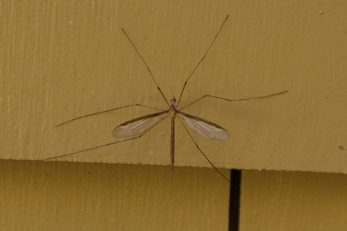 Unknown species found near Tucker Rd, Charlton, MA, US