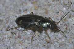 Bembidion rapidum