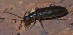 Statira