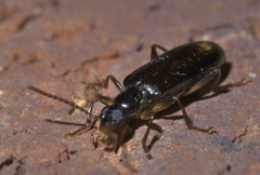 Statira