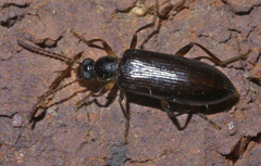 Statira