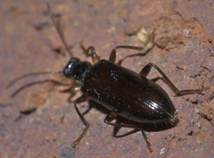 Statira