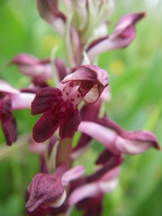 Anacamptis coriophora