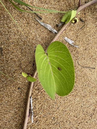 Beach Morning Glory