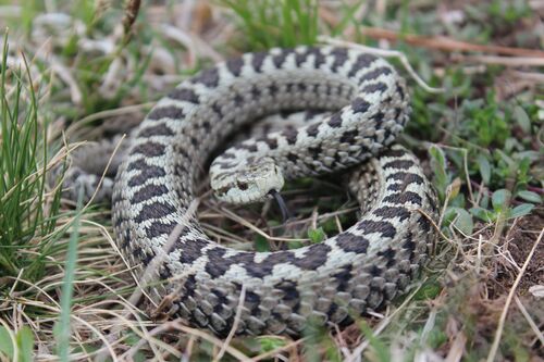 Meadow Viper, Croatia, photo 5 of 10