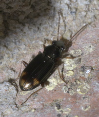 Bembidion rapidum
