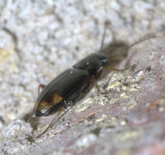 Bembidion rapidum
