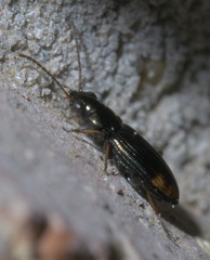 Bembidion rapidum
