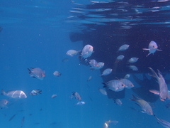 Abudefduf whitleyi
