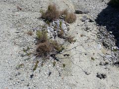 Veronica albicans