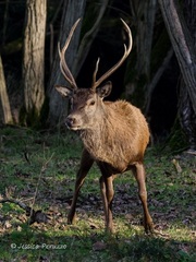 Cervus elaphus italicus