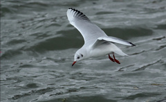 Chroicocephalus ridibundus