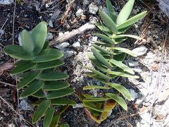 Veronica albicans
