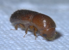 Xyleborus celsus