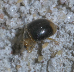 Diomus terminatus
