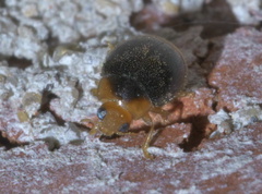 Diomus terminatus