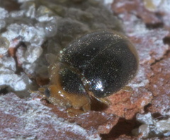 Diomus terminatus