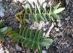 Veronica albicans